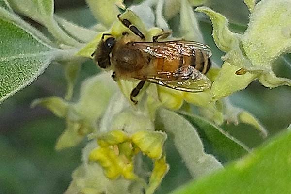 翅果油花 翅果油花