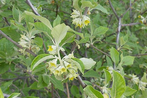 翅果油花 翅果油花