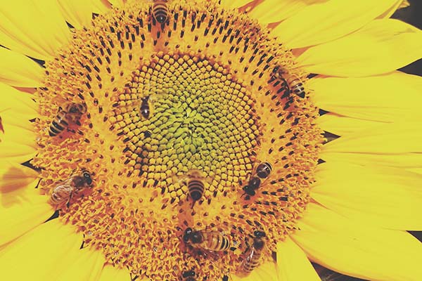 蜜蜂正在授粉 蜜蜂正在授粉