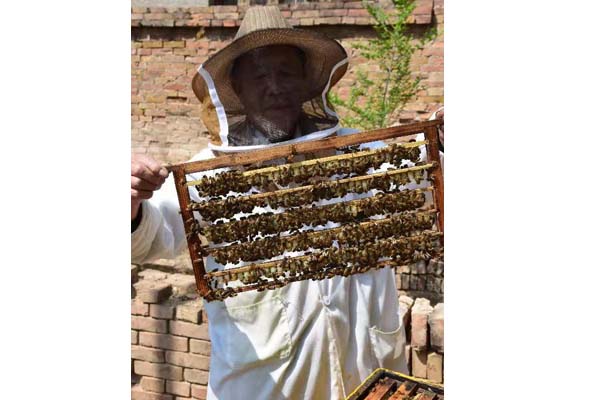 蜂場(chǎng)風(fēng)采 蜂場(chǎng)風(fēng)采