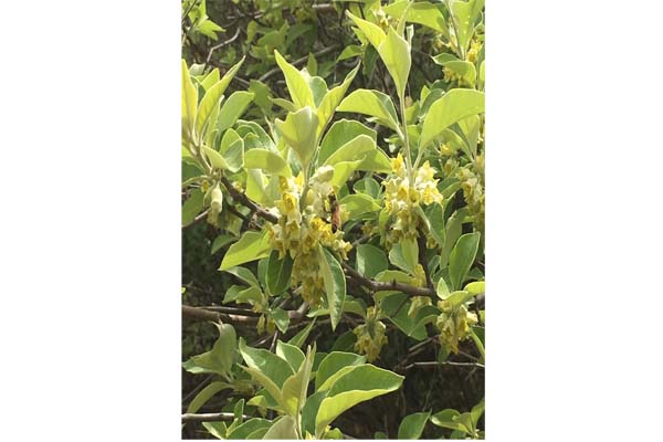 蜂場(chǎng)風(fēng)采 蜂場(chǎng)風(fēng)采